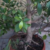 prebonsai 