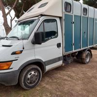 Iveco dajly trasporto cavalli