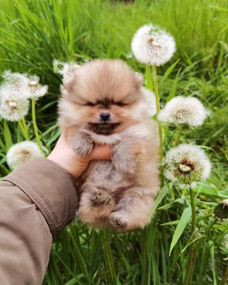 Volpino pomerania TOY femmina 2 mesi