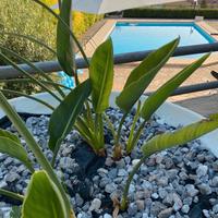 Vacanze a Praia a Mare