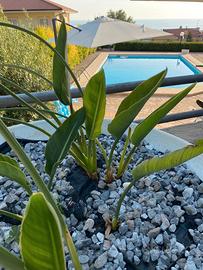 Vacanze a Praia a Mare