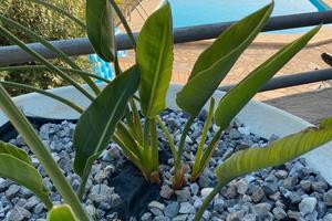 Vacanze a Praia a Mare