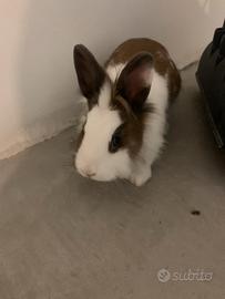 Coniglio nano testa leone