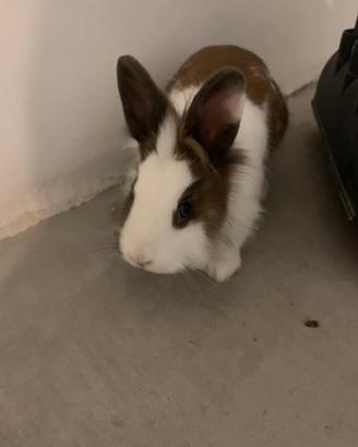 Coniglio nano testa leone