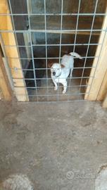 Jack russel