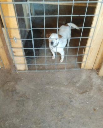 Jack russel
