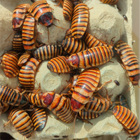 Blatte fischianti (E. javanica)