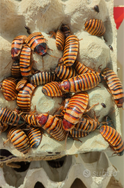 Blatte fischianti (E. javanica)