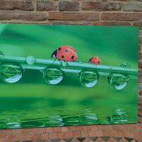 Canvas quadro su tela Coccinelle
