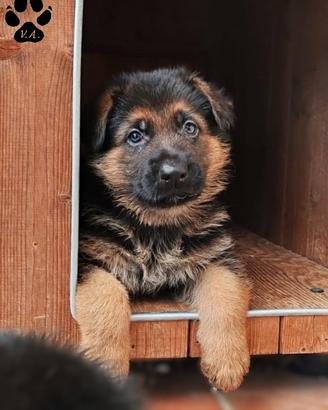 Cuccioli pastore tedesco selezionati
