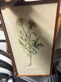 Due stampe con cornice quadri