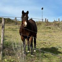 Quarter Horse con certificato Americano