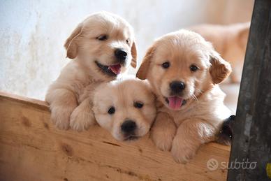 Golden Retriever