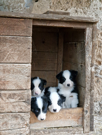Cuccioli Border Collie