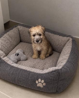 Morkie incrocio maltese York shire toy maschio