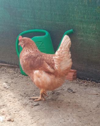 Galline rosse e livornesi