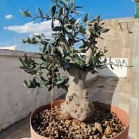 prebonsai di olivastro 