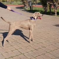 Femmina di Weimaraner