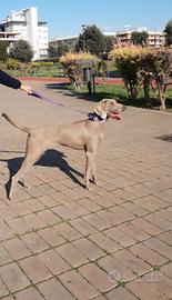 Femmina di Weimaraner