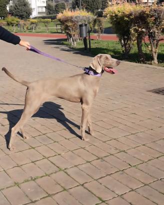 Femmina di Weimaraner