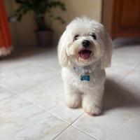 Cane maltese maschio per accoppiamento
