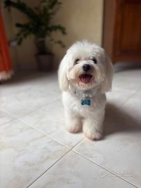 Cane maltese maschio per accoppiamento
