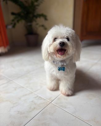 Cane maltese maschio per accoppiamento