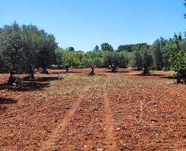 3400 Mq terreno con olivi secolari Castellana G