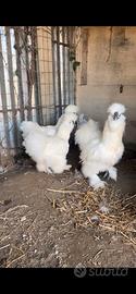 Galline Moroseta