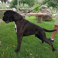 Disponibile per monte Boxer Tigrato