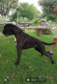 Disponibile per monte Boxer Tigrato