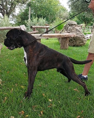 Disponibile per monte Boxer Tigrato