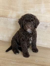 Barboncino choco (marrone)