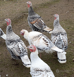 Tacchini nostrani bianchi e neri di 14 mesi