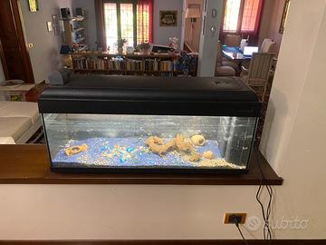 Acquario per appassionati