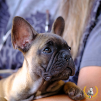 Bellissime cucciole di Bouledogue Francese ENCI