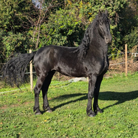 Castrone frisone sella e carrozza
