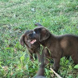 Cuccioli di Labrador - Allev. Figli di Campioni