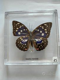 Farfalla da collezione.