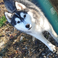 Maschietto di siberian husky