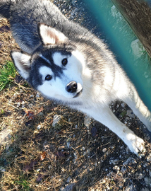 Maschietto di siberian husky