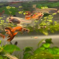 Pesci e piante acquario e lumache