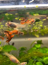 Pesci e piante acquario e lumache