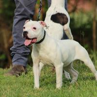 Staffy femmina adulta in adozione