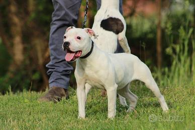 Staffy femmina adulta in adozione