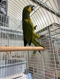 Amazzone fronte blu maschio