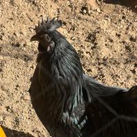 Gallo cemani