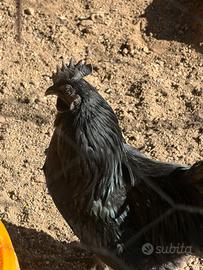 Gallo cemani