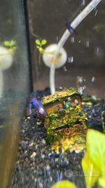 pesci betta halfmoon 