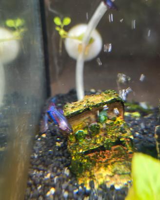pesci betta halfmoon 